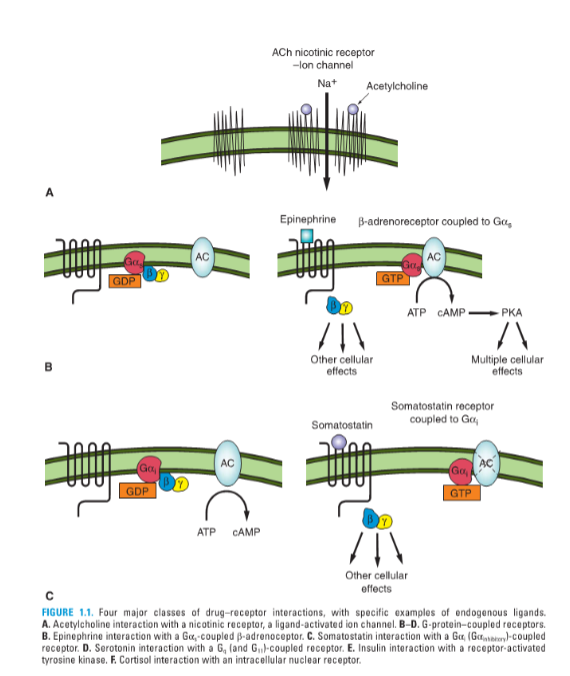 BRS Pharmacology 7th Screenshot 2025 12 11 102459